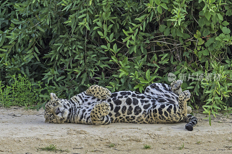 美洲虎(Panthera onca)是一种大型猫科动物，是美洲虎属猫科动物，是美洲唯一现存的美洲虎物种，在巴西潘塔纳尔发现。睡觉或休息。